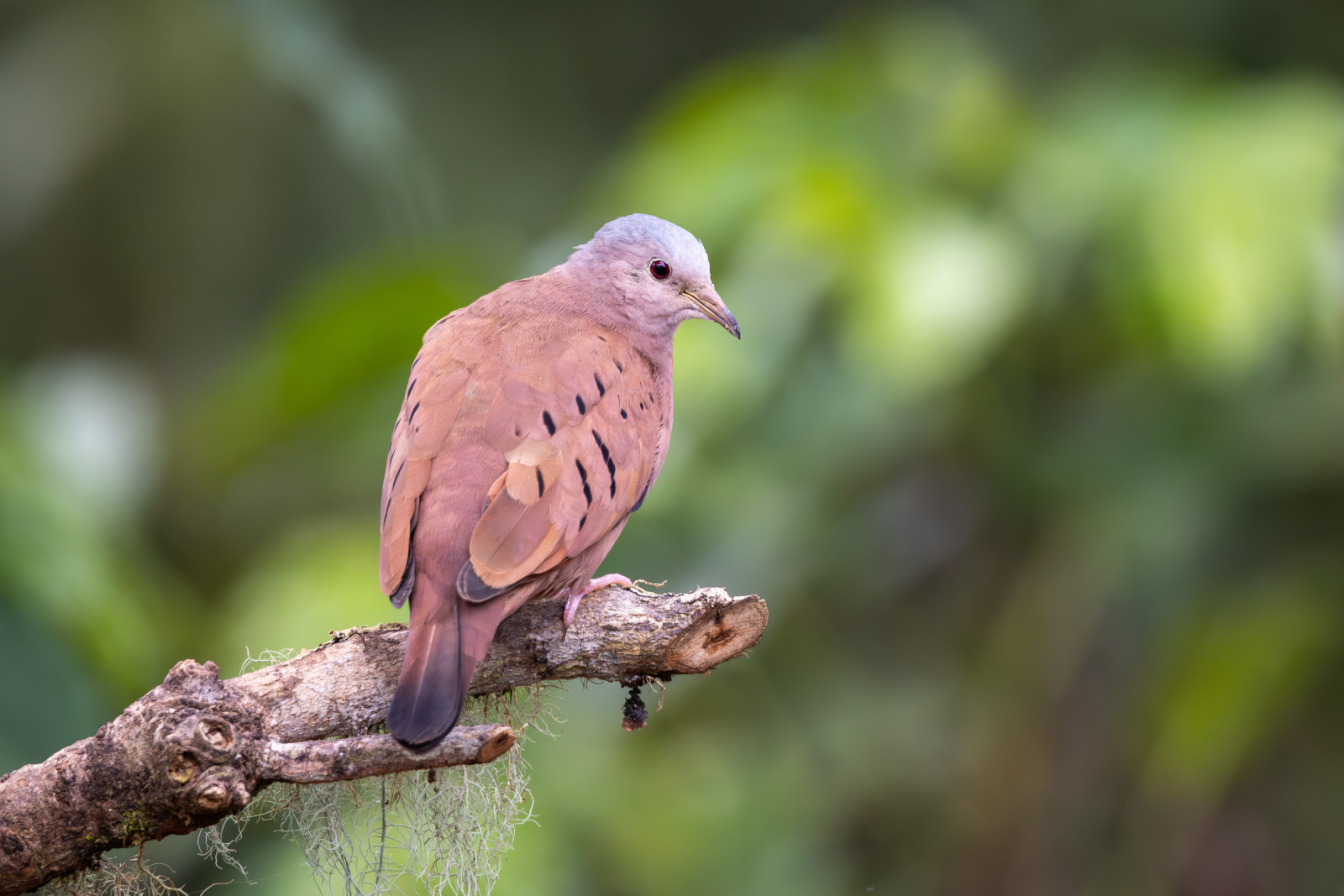 image Ruddy Ground Dove